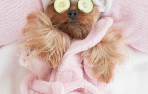 Playtime and Pampering for Your Companions - Pet Spa